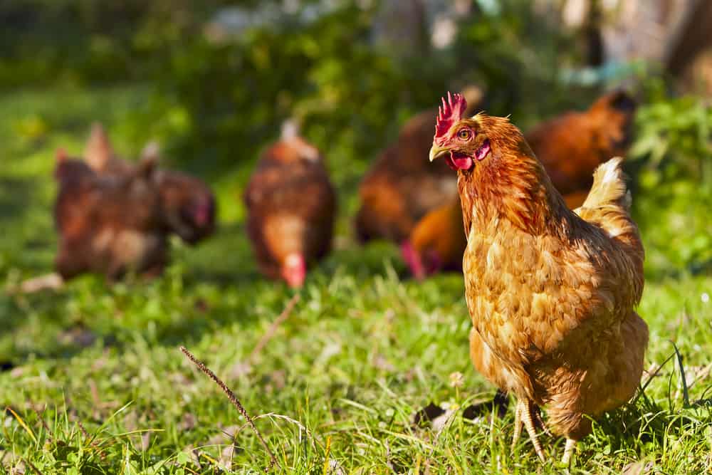 flock of chickens grazing on the grass