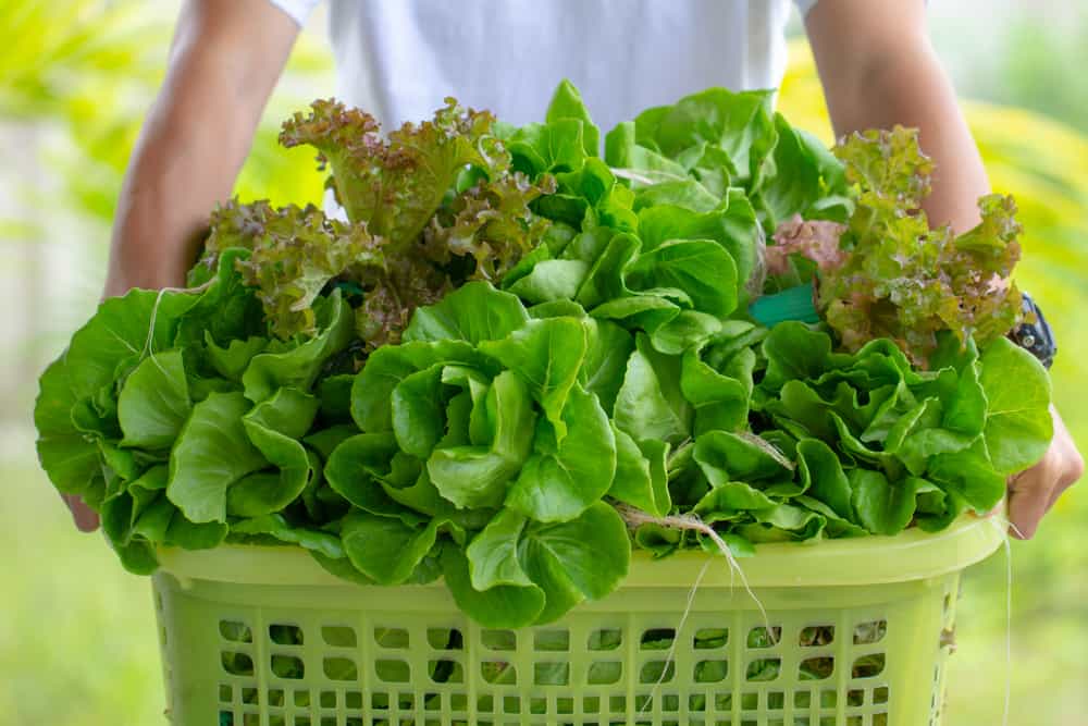 Close up man holding basket box full with fresh vegetables Green Cos Romaine and Red Coral Lettuce